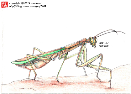 사마귀-모드니